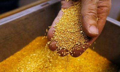 Biolixiviación permite recuperar hasta el 99% de oro